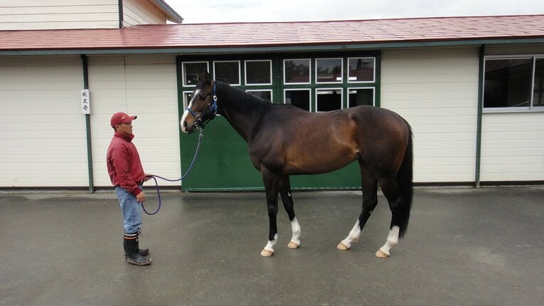 スマートリーズン（白井牧場、2011年）