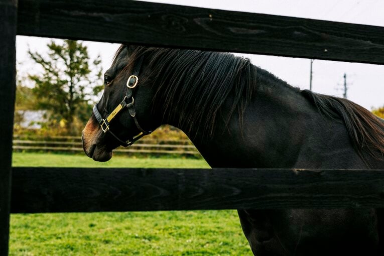 エタリオウ　©Kiichi Matsumoto