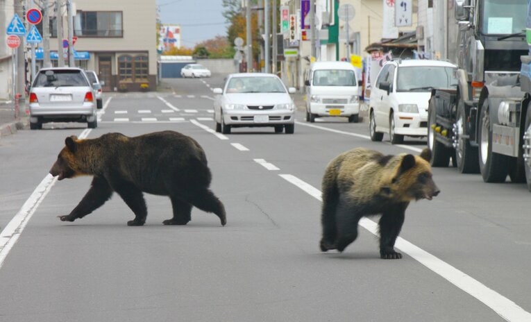 北海道斜里町の市街地に現れた親子とみられるヒグマ（2010年）【スワイプするとそのほかの写真もご覧になれます】©JIJI PRESS［北海道斜里町提供］