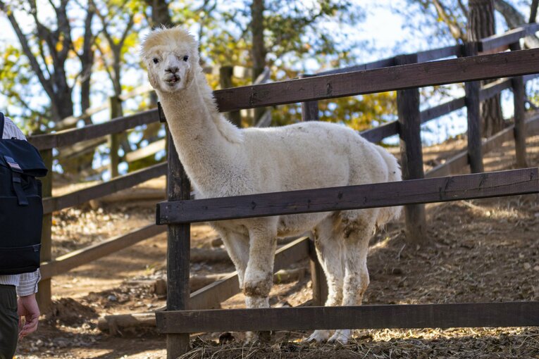 八ヶ岳アルパカ牧場のアルパカたち