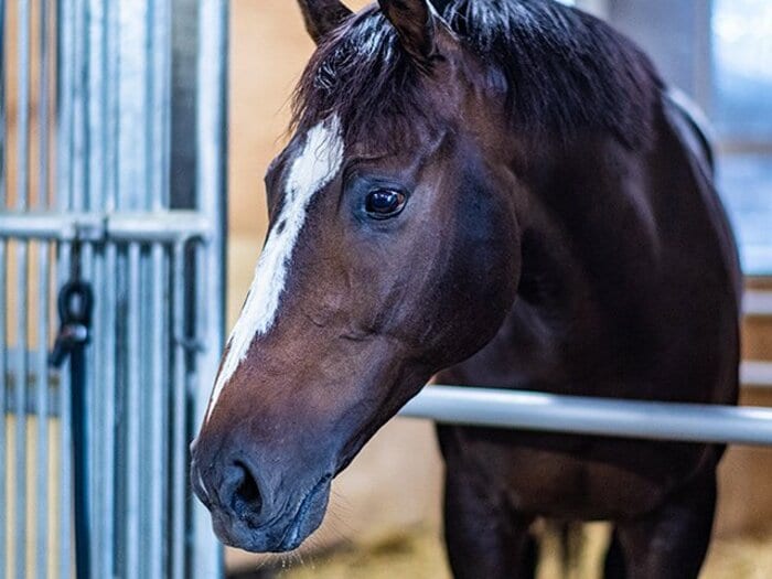 オジュウチョウサンの障害復帰は、「どちらにしてもすごい挑戦」。＜Number Web＞ photograph by Takuya Sugiyama