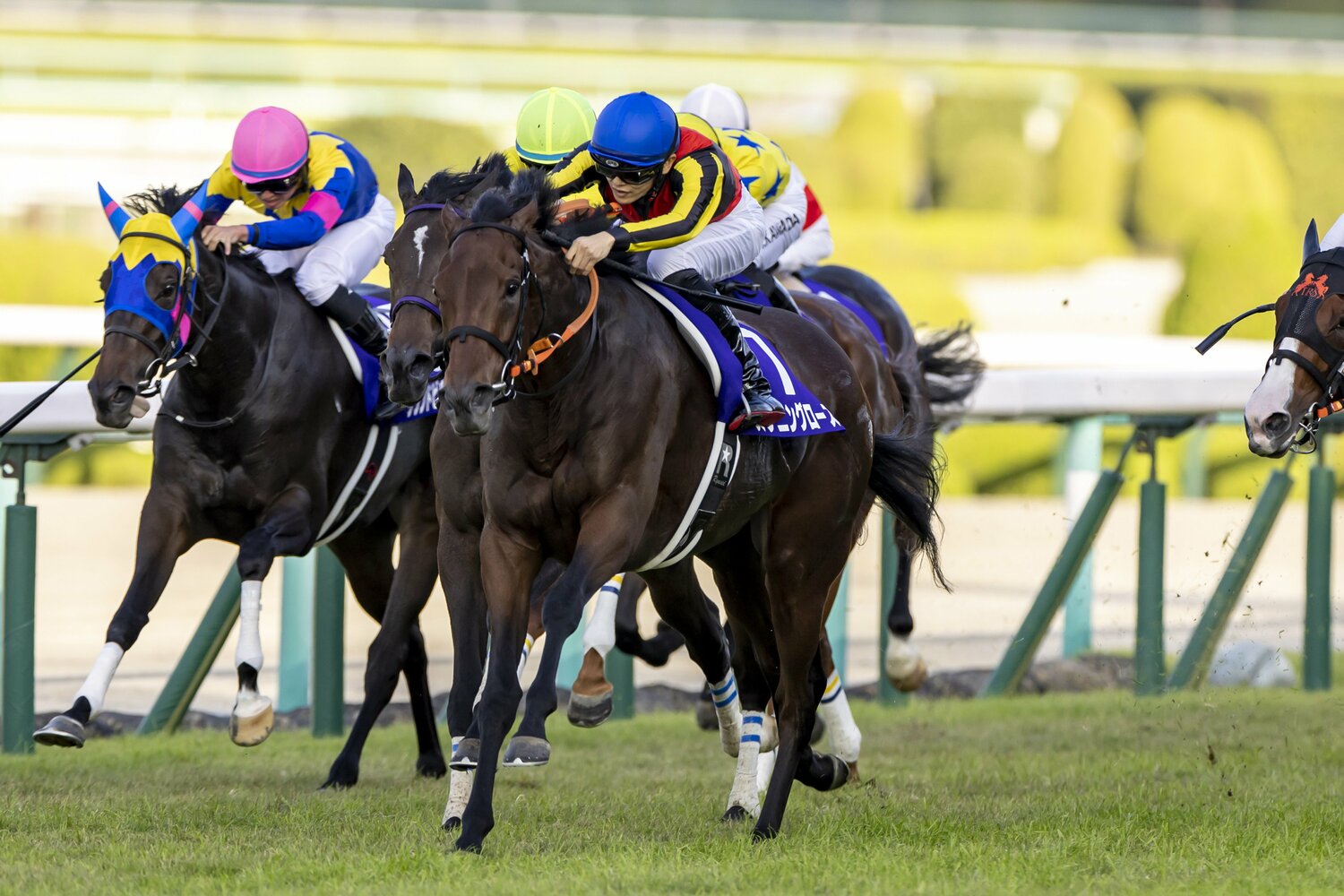 豪快に差し切ったスタニングローズと坂井瑠星
