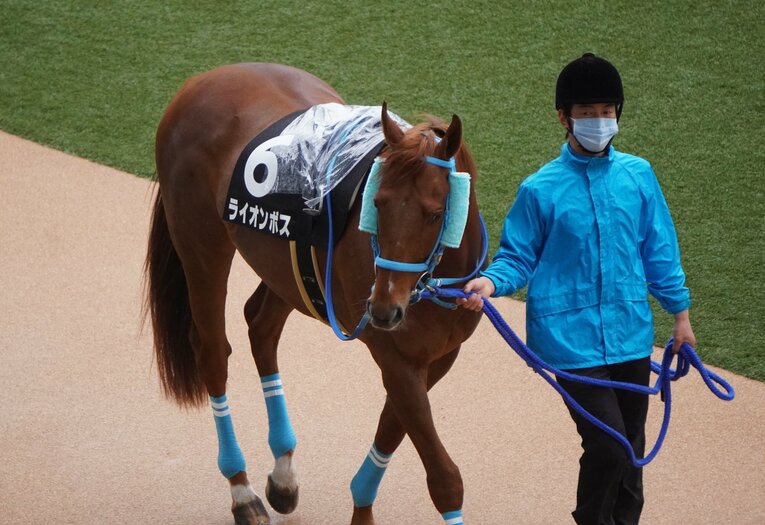 ライオンボス©Satoshi Hiramatsu