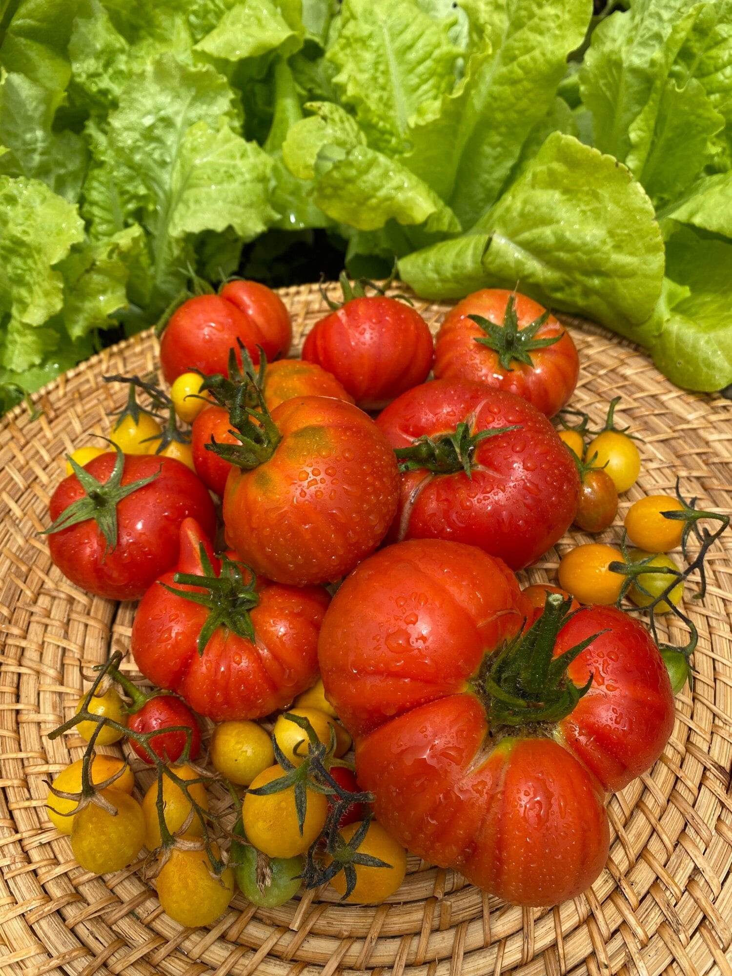 家庭菜園で収穫したトマトやレタス（提供=久美子さん）