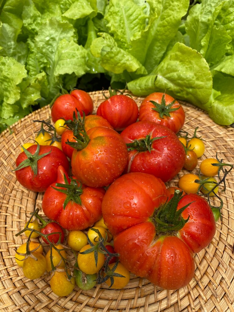 家庭菜園で収穫したトマトやレタス（提供=久美子さん）