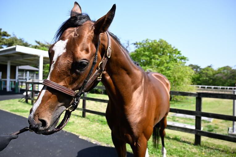 ソールオリエンスは“取材中も”くつろいでいた…記者が目撃した、ダービー1番人気の「名馬の風格」 武豊“絶賛”のファントムシーフも侮れない(11)