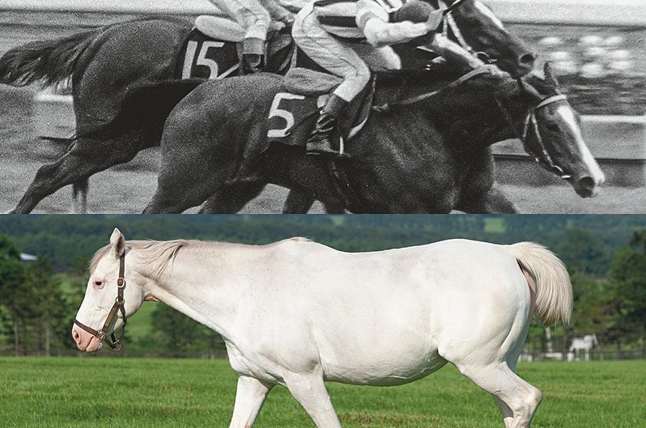 ［名牝図鑑］英雄なくともつながる一族＜Number Web＞ photograph by AFLO / Seiji Sakaguchi