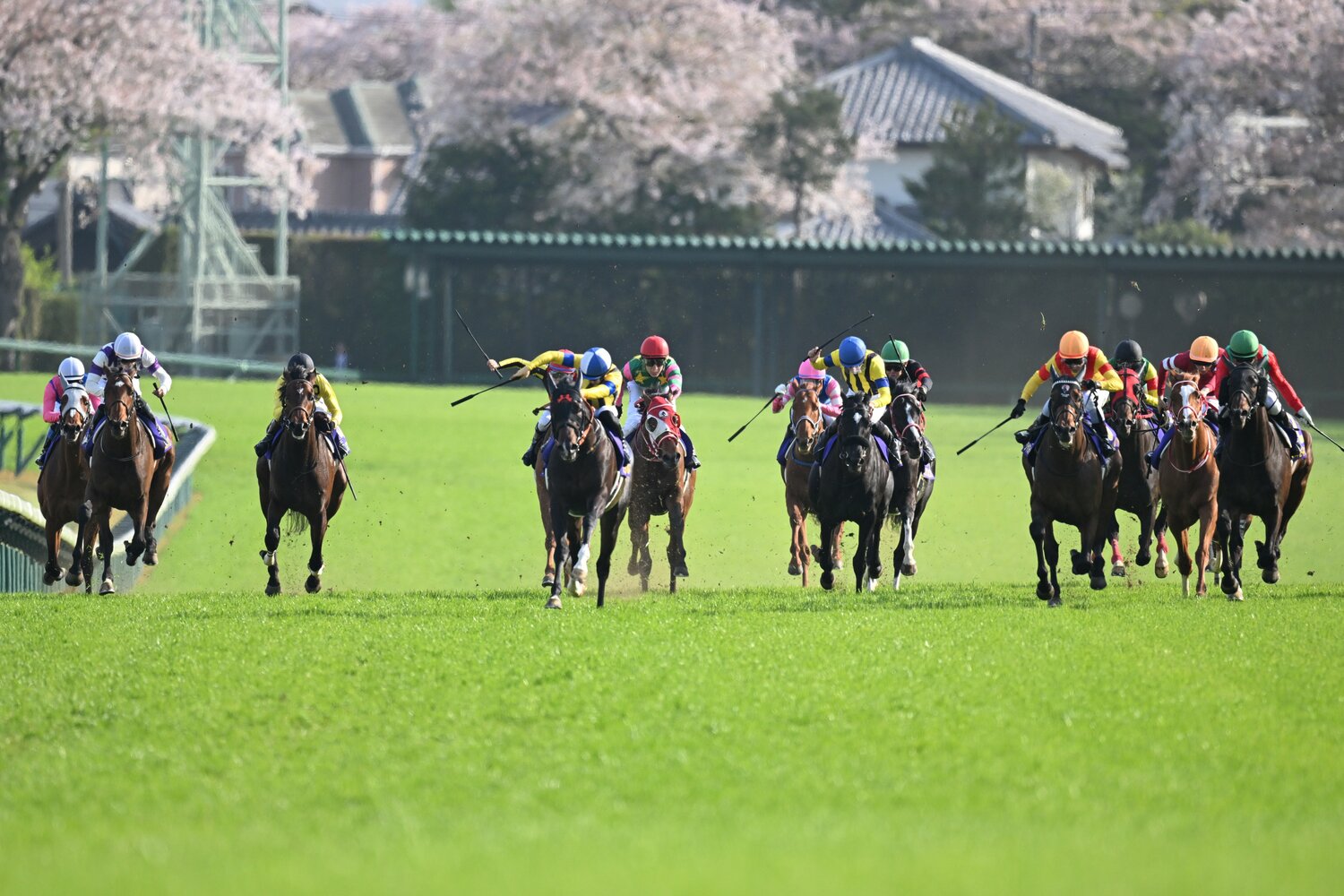 中山の急坂で猛然と加速するジャスティンミラノと戸崎圭太（右から4頭目）©Keiji Ishikawa