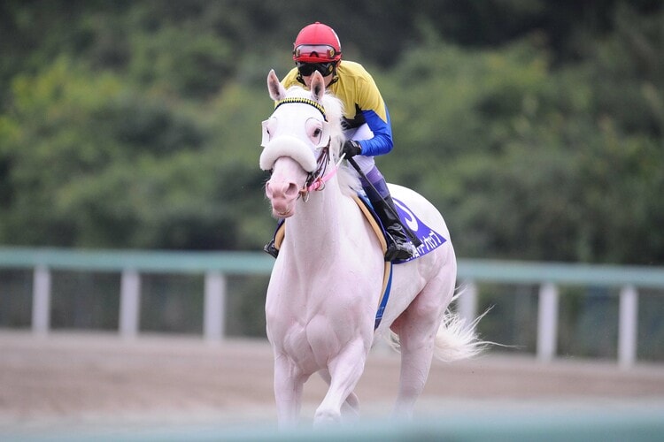 凄い勝負根性！ 大激戦の阪神JFでソダシ白毛馬初のGI勝利 武豊は“31年前の伝説”再現ならず（3／3） - 競馬 - Number Web -  ナンバー