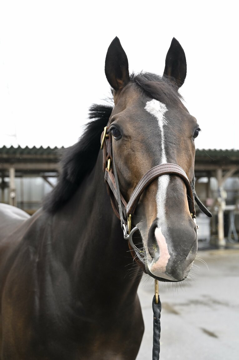 「僕とタイトルホルダーは折り合えるんだ」 横山家の長男・横山和生（29）が明かした天皇賞・春への自信と“父・典弘からのアドバイス”(13)