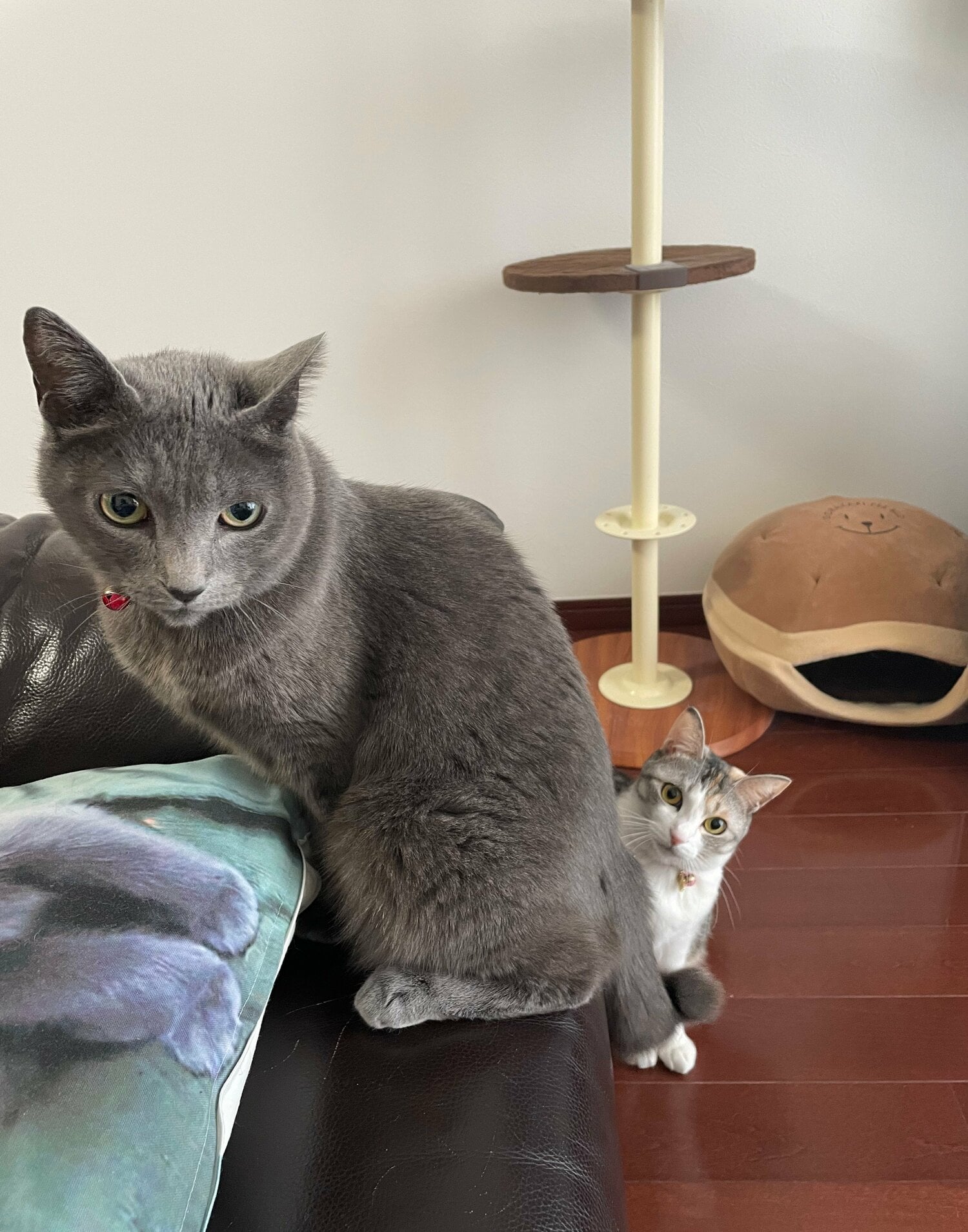 仲良しのクーちゃんとビルス　(本人提供）