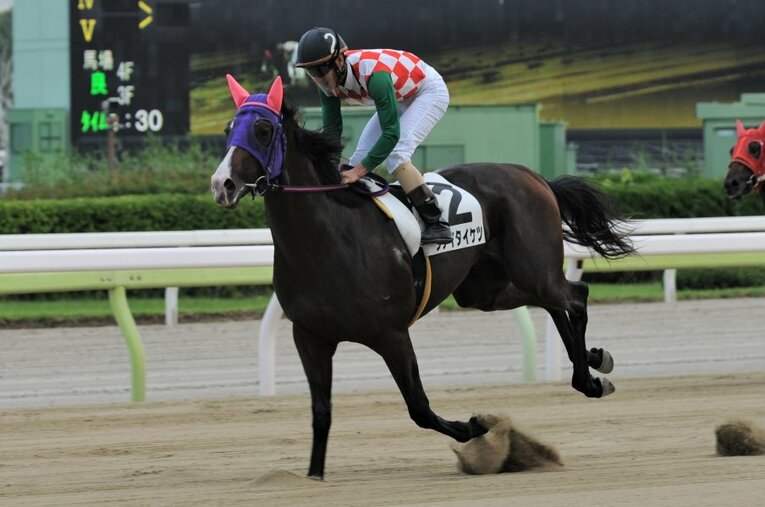 衝撃的なごぼう抜きで新馬戦を制した大井のシテイタイケツ。中央初挑戦となる8月6日のダリア賞（新潟芝1400m）に注目が集まっている ／ photograph by TCK（東京シティ競馬）