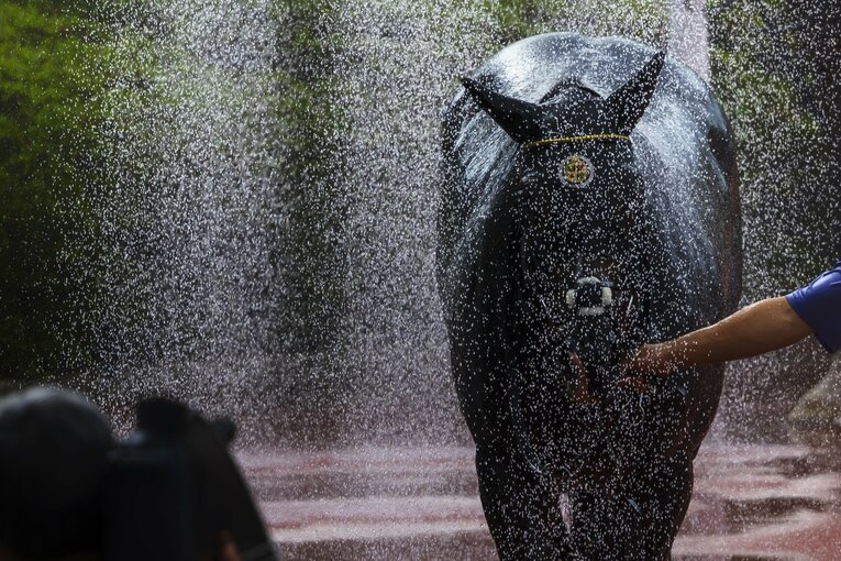 宝塚記念のレース後、汗を洗い流すタイトルホルダー　©Photostud
