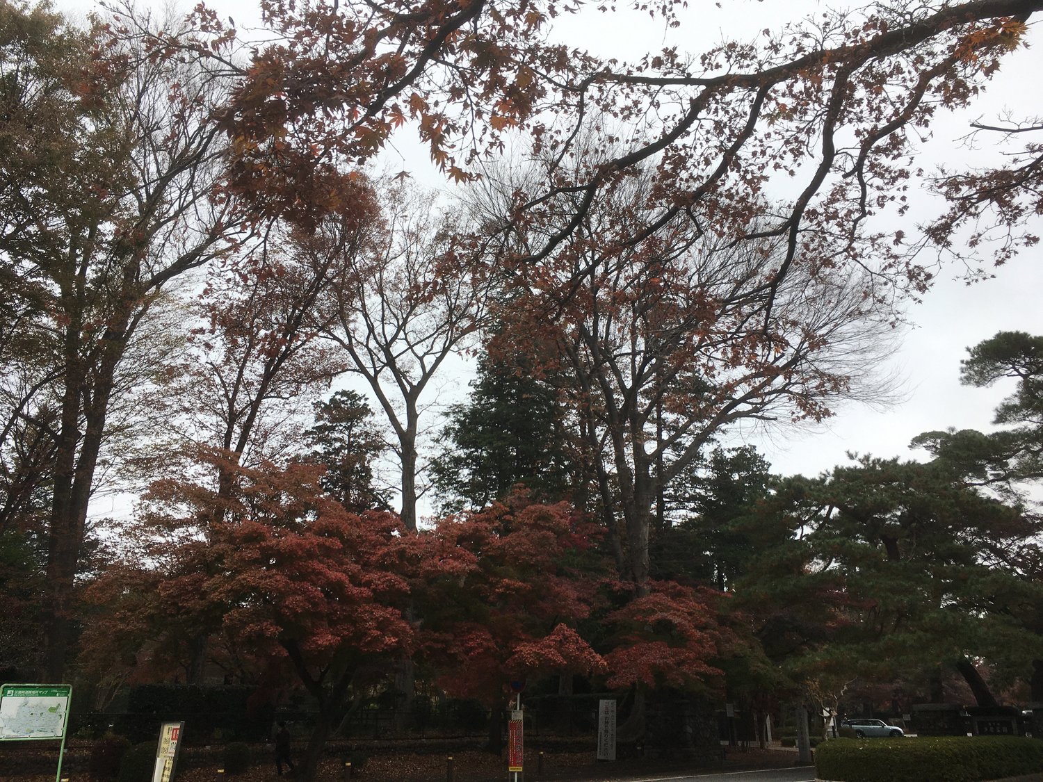 紅葉がきれいな多磨霊園周辺だが……