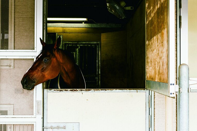 馬房でくつろぐオニャンコポン　©Kiichi Matsumoto