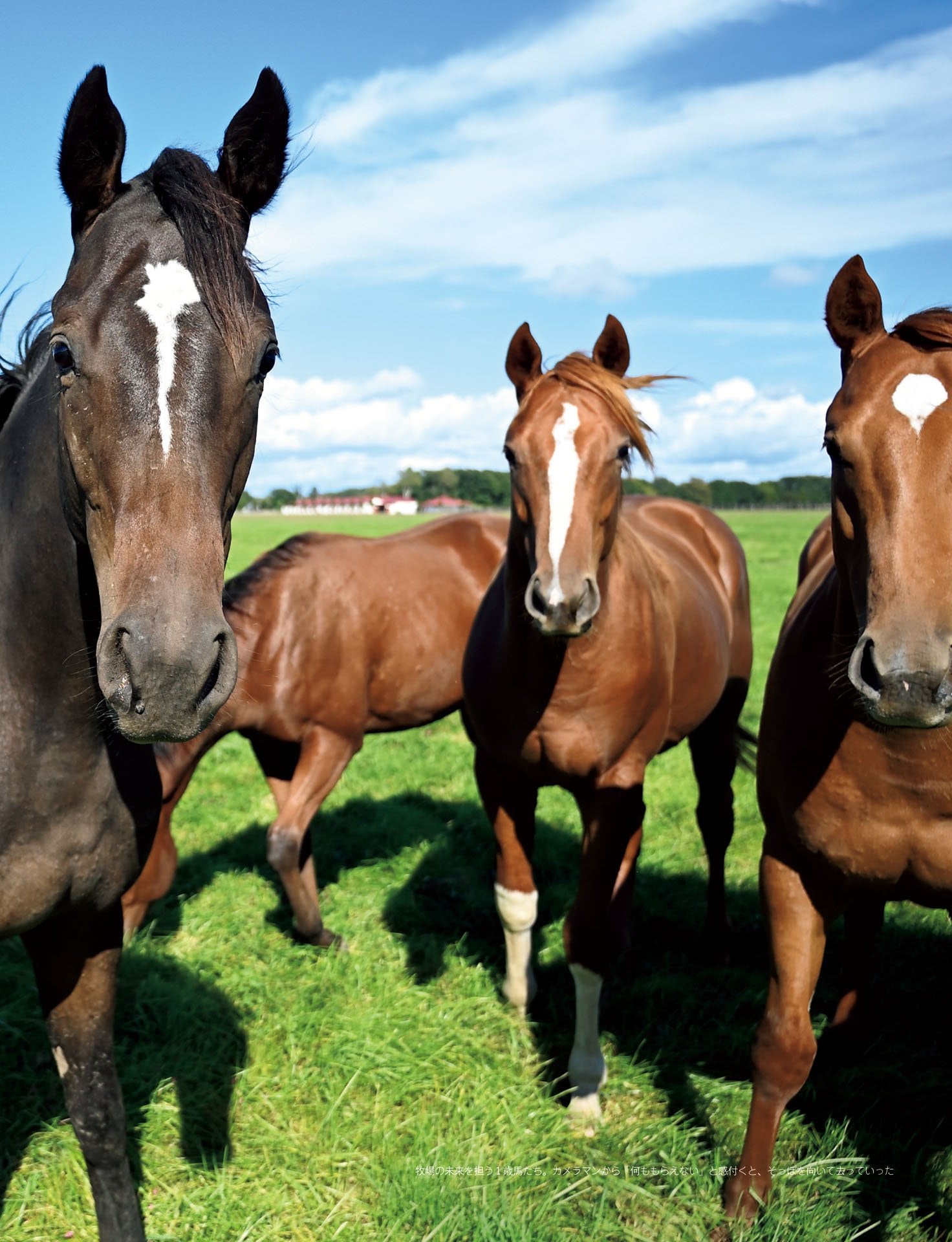 下河辺牧場「まず1勝。そこから始まるオープン馬」