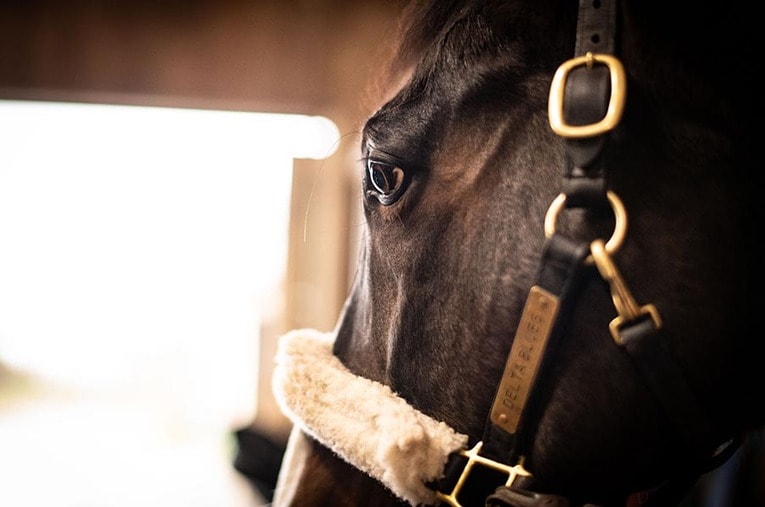 2021年10月、オールド・フレンズ・ジャパンに導入されたGI馬・デルタブルース ／ photograph by Ryosuke KAJI