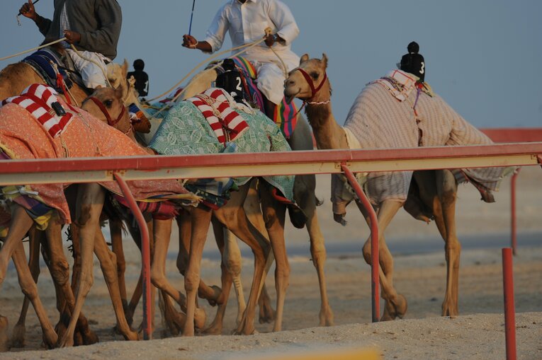 ラクダレース　©Bungeishunju