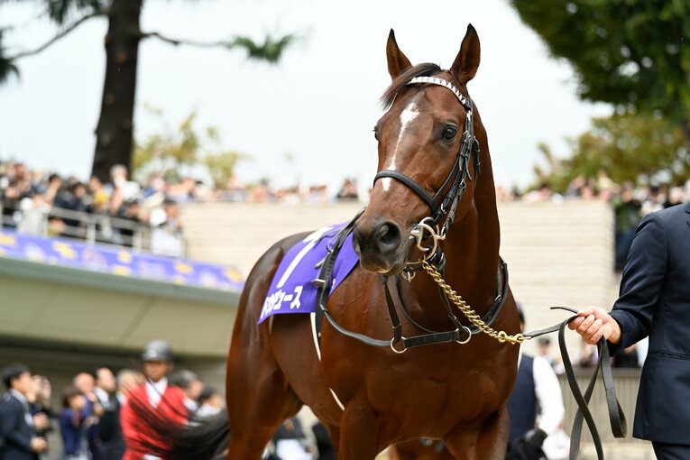 パドックでのドウデュース。10月27日、天皇賞・秋　©Keiji Ishikawa