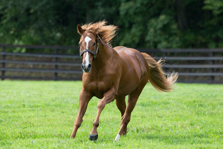 「世紀の暴れん坊」と呼ばれたオルフェーヴル（2018年撮影）　©Getty Images