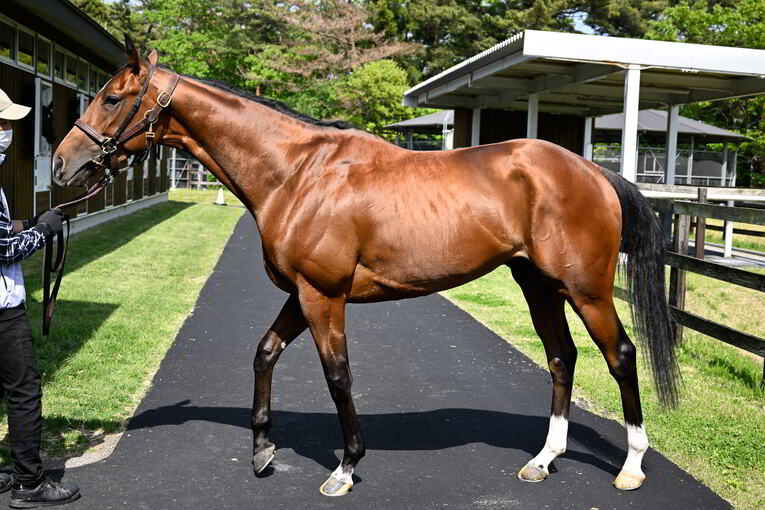 ソールオリエンスは“取材中も”くつろいでいた…記者が目撃した、ダービー1番人気の「名馬の風格」 武豊“絶賛”のファントムシーフも侮れない(14)