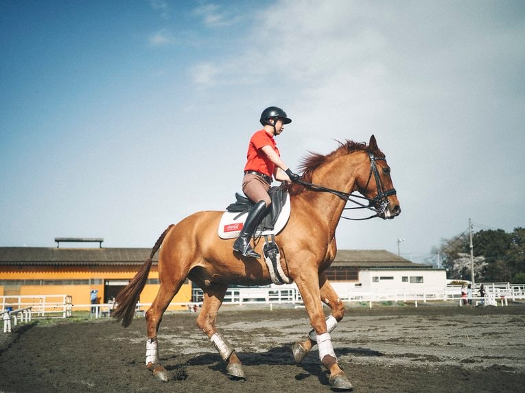 JRA騎手からパラ馬術へ転身の高嶋活士が騎乗のコツを「力まない」と語るも、松岡修造は「僕に一番向いてない」(15)