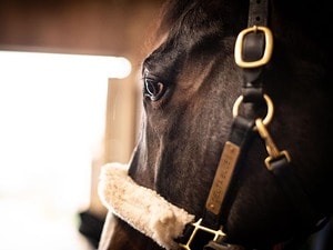 日本で“消息不明”となった名馬・ファーディナンドが遺したもの…元競走馬たちと五輪選手が目指す未来《GI馬も繋養する新天地》