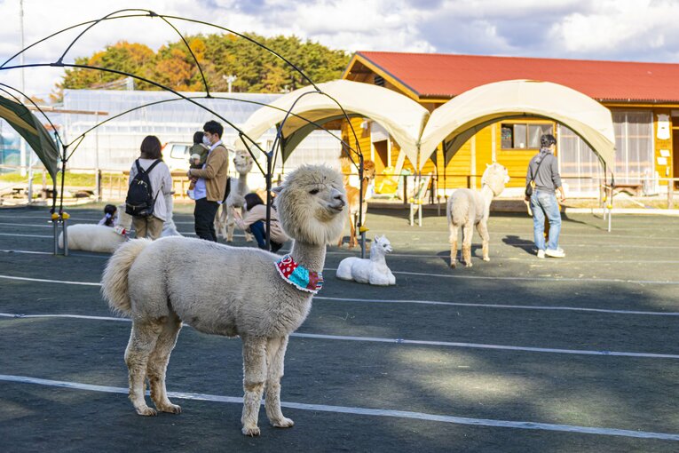 八ヶ岳アルパカ牧場のアルパカたち