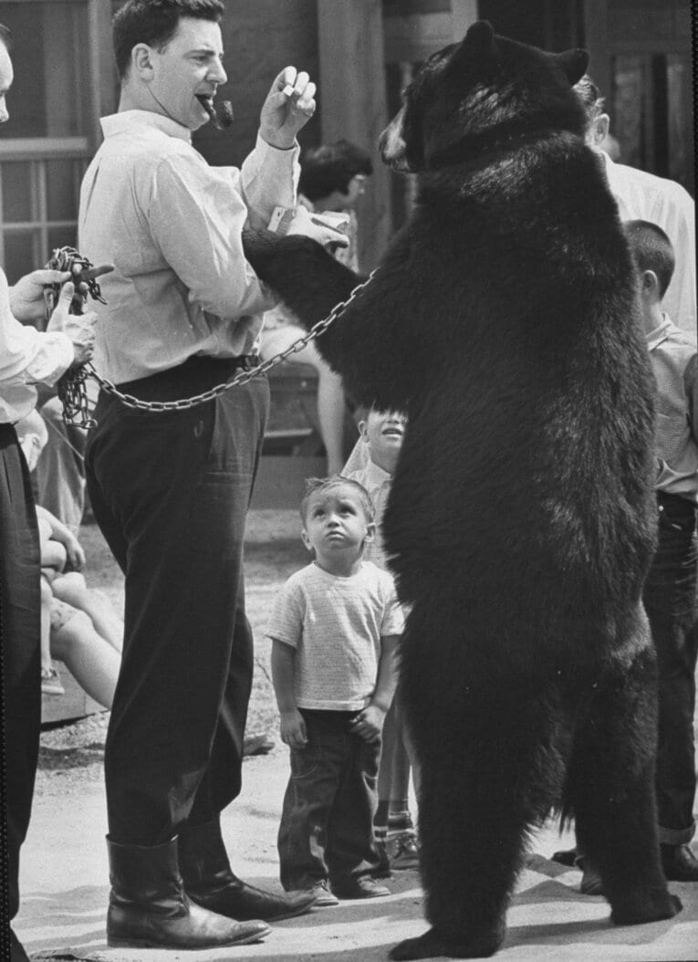 1963年、レスリング・ベアのパフォーマンス。ツメや歯は取り除かれている　©Getty Images