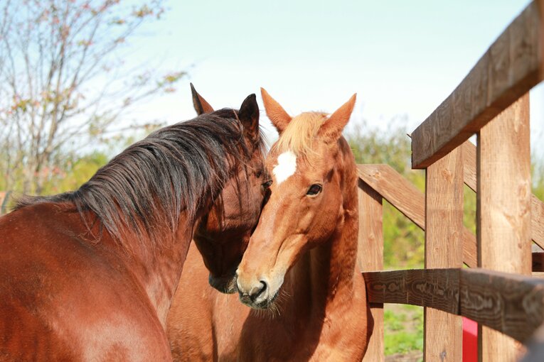 タイキシャトルと2001年の宝塚記念馬メイショウドトウ。寄り添うことが多く、くっつくように一緒にいる姿がよく目撃されていた　courtesy of The Retired Horse Association