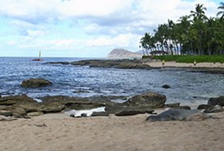 海上でカヌーを楽しむ私たち(左奥)と、ビーチで昼寝するアザラシのポハクちゃん(右手前)。ポハクちゃんはたびたびビーチに現れ日向ぼっこするのだそう。