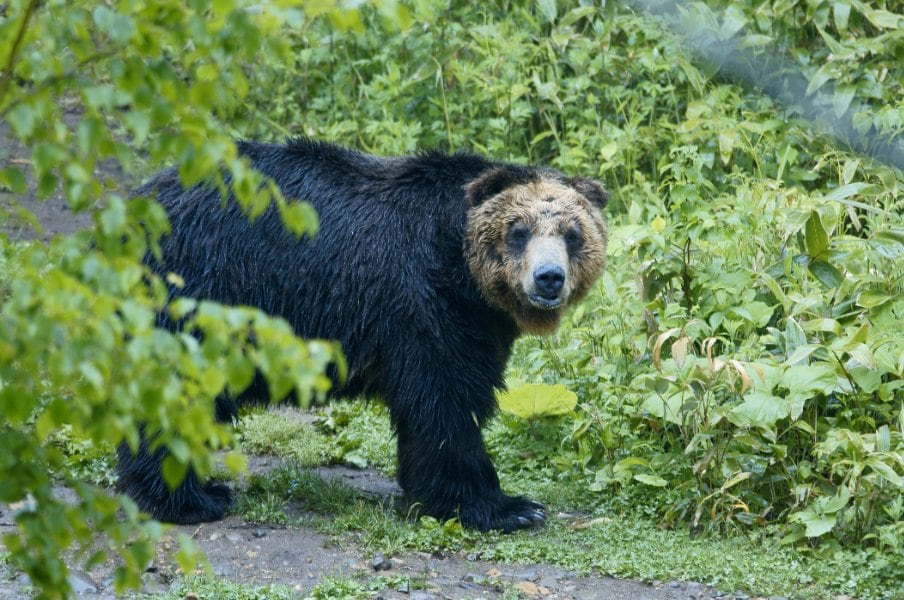 ヒグマとの死闘「腸をグッと掴んで思いきり引っ張った」「血だらけでぐちゃぐちゃ」元ラガーマン“ベテラン猟師の教訓”「不幸中の幸いだったのは…」