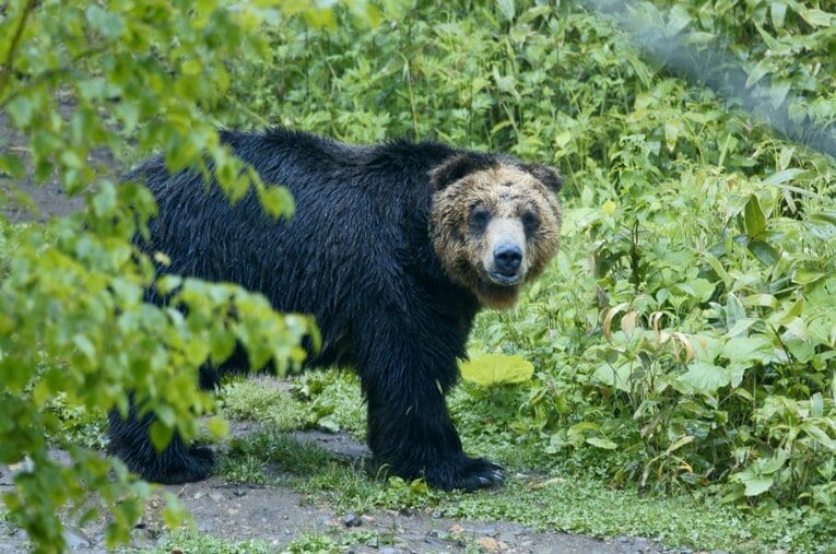 日本各地で起こっているクマ問題はスポーツの世界にも影響が…　©JIJI PRESS