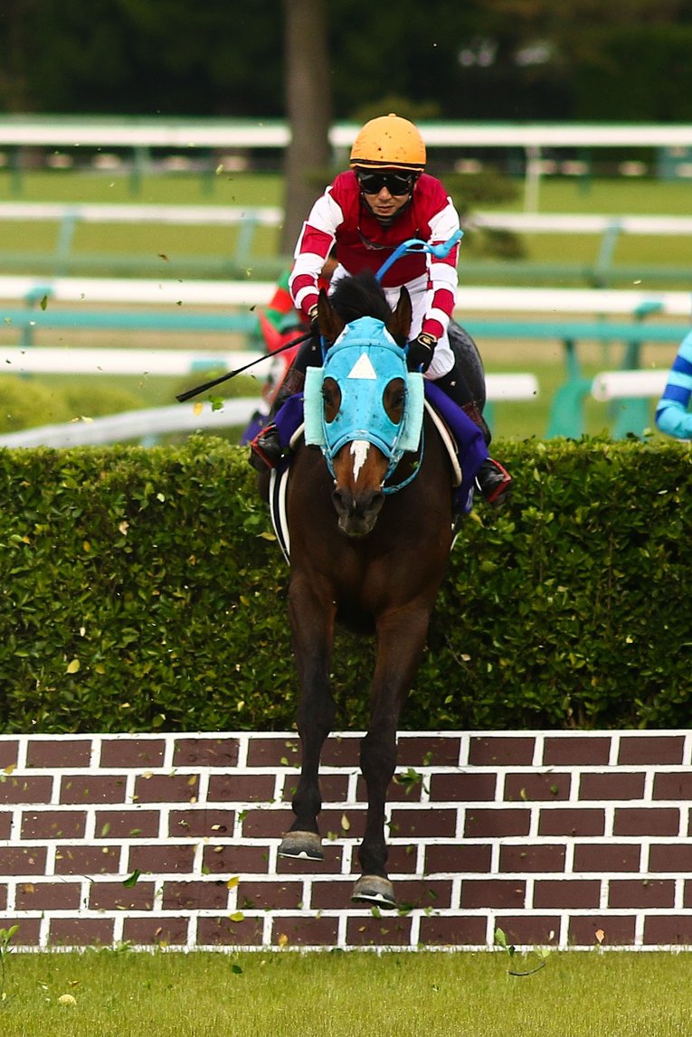 障害馬として異例のアイドルホースとなったオジュウチョウサン　©AFLO