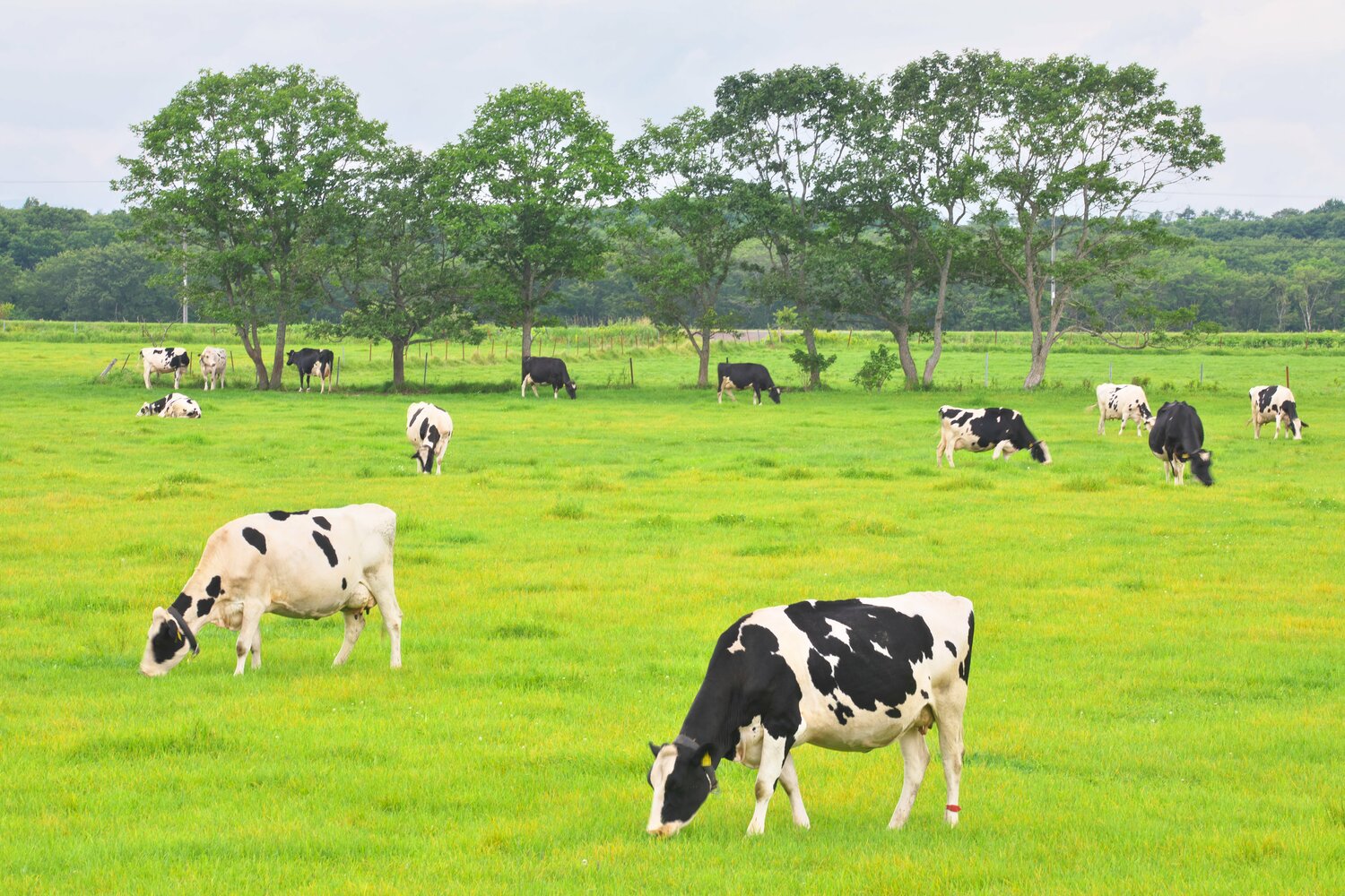 別海町には多くの牧場があり、生乳の生産量日本一の町としても有名　©JIJI PRESS