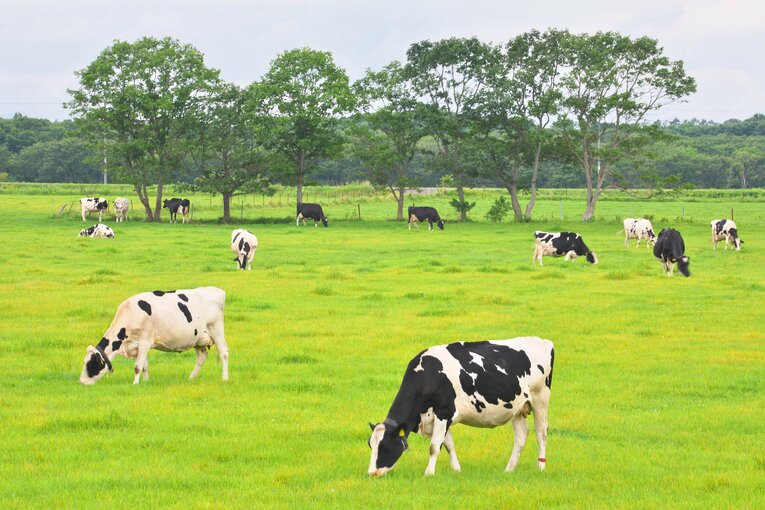 別海町には多くの牧場があり、生乳の生産量日本一の町としても有名　©JIJI PRESS