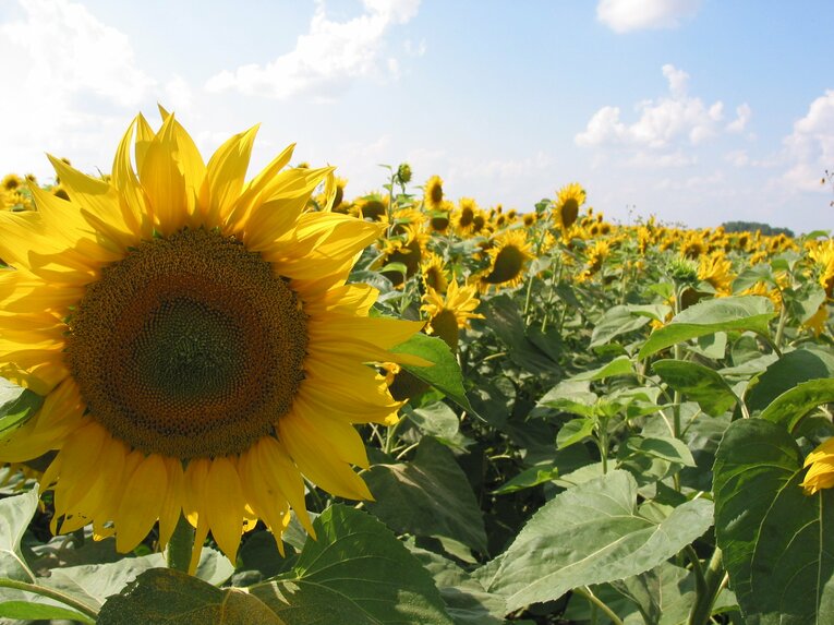 ロシア西部・ベルゴロド州スタールイ・オスコルのひまわり畑　©Koji Fuse