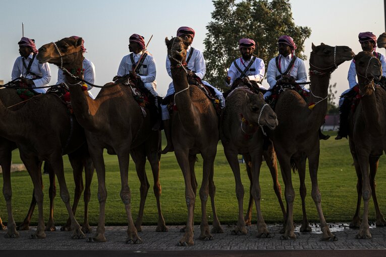 スタジアムに駆けつけたらくだ　©Takuya Sugiyama