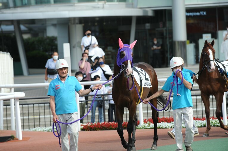 大井競馬場のパドックを周回するシテイタイケツ　写真提供：TCK（東京シティ競馬）