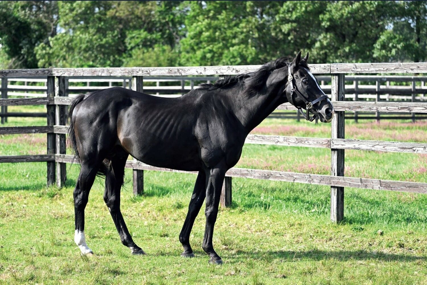 24歳のブラックタイドの近影。カメラマンが気を引こうと色々試しても“完無視”だった。しかし坂本が好物の人参を差し出すとポリポリ食べていた。24歳にしては歯も残っているという　©Keiji Ishikawa