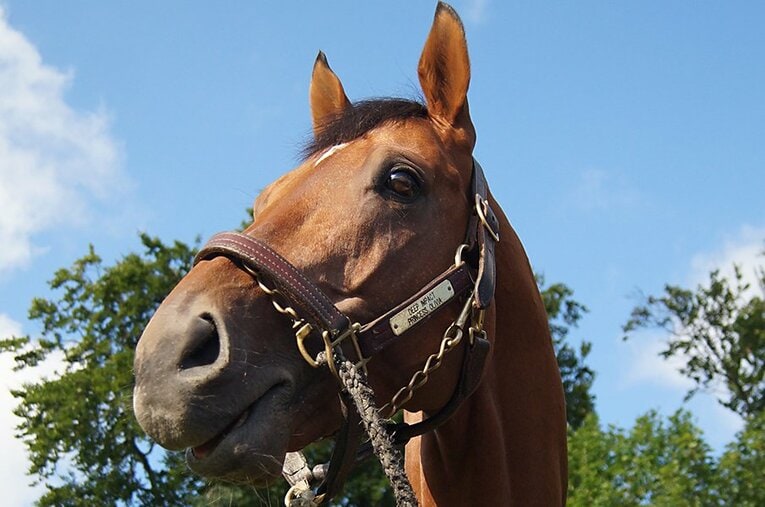 イギリスでのスピルバーグ。日本一のトレーナー、藤沢和雄師はニューマーケットで馬を学んでいた ／ photograph by Satoshi Hiramatsu