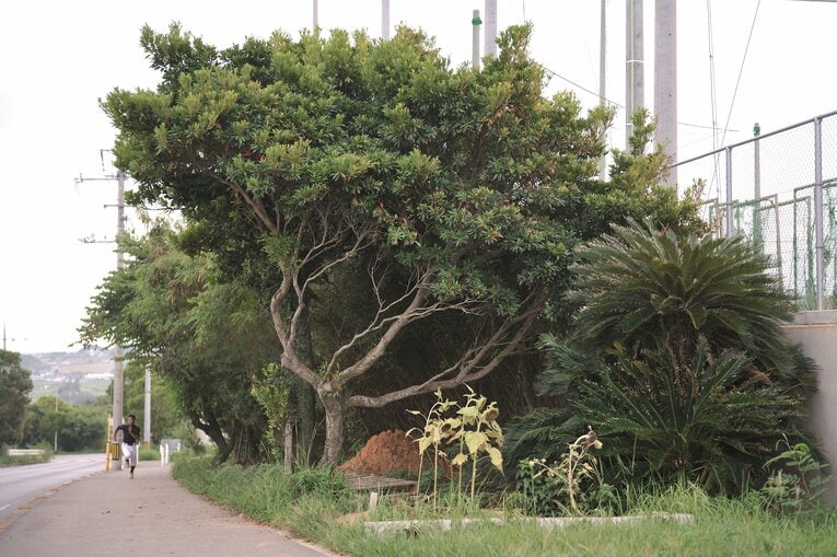 沖縄尚学（2009年撮影）©︎Takuya Sugiyama