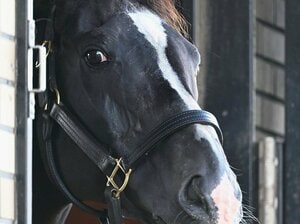 「だから種付けはやめられない」GI未勝利“ディープインパクトの全兄”ブラックタイドはなぜ大種牡馬に？「ザ・サンデーサイレンスという感じで気性も強い」