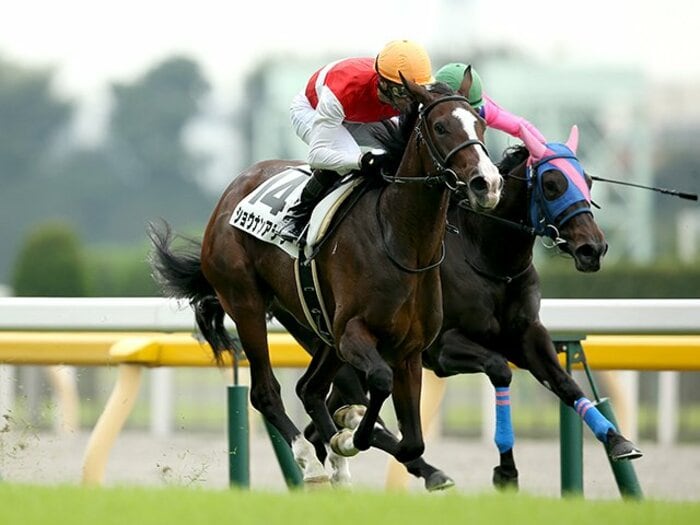 将来のウオッカ、ブエナビスタを探せ。阪神JFを解くカギは“スケール感”。<Number Web> photograph by Kazuo Kamite