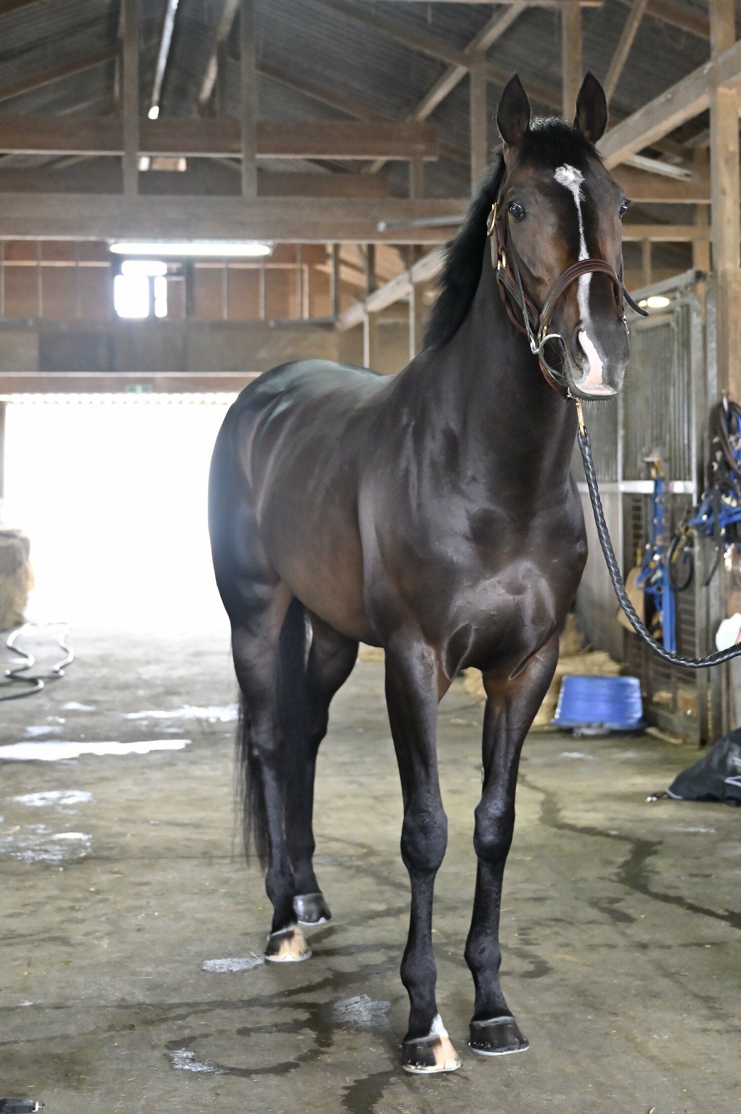 栗田徹調教師は「追い切りを終えた後も息が上がらない」とタイトルホルダーの心肺機能を高く評価　©Takashi Shimizu