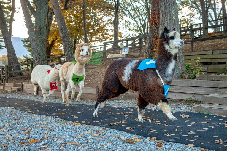 レースは4番エスペランサちゃん（メス、1歳）が引っ張る縦長の展開に