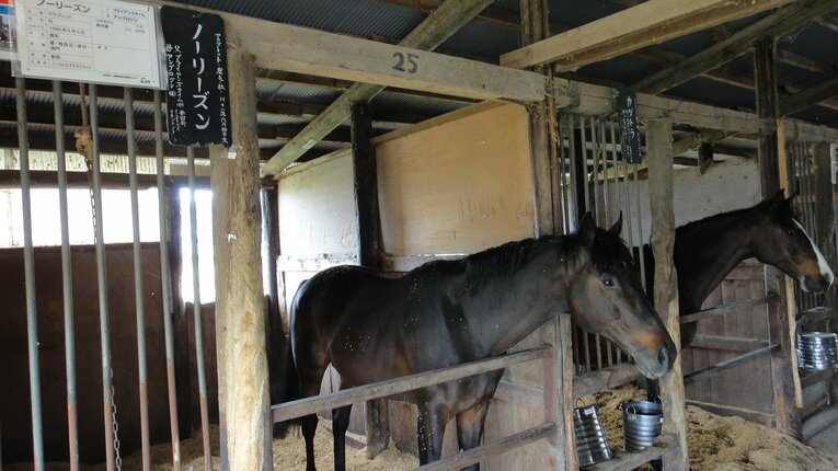 被災時、南相馬市の松浦ライディングセンターにいたサブジェクト（07年ラジオNIKKEI杯勝ち馬、2011年5月撮影）