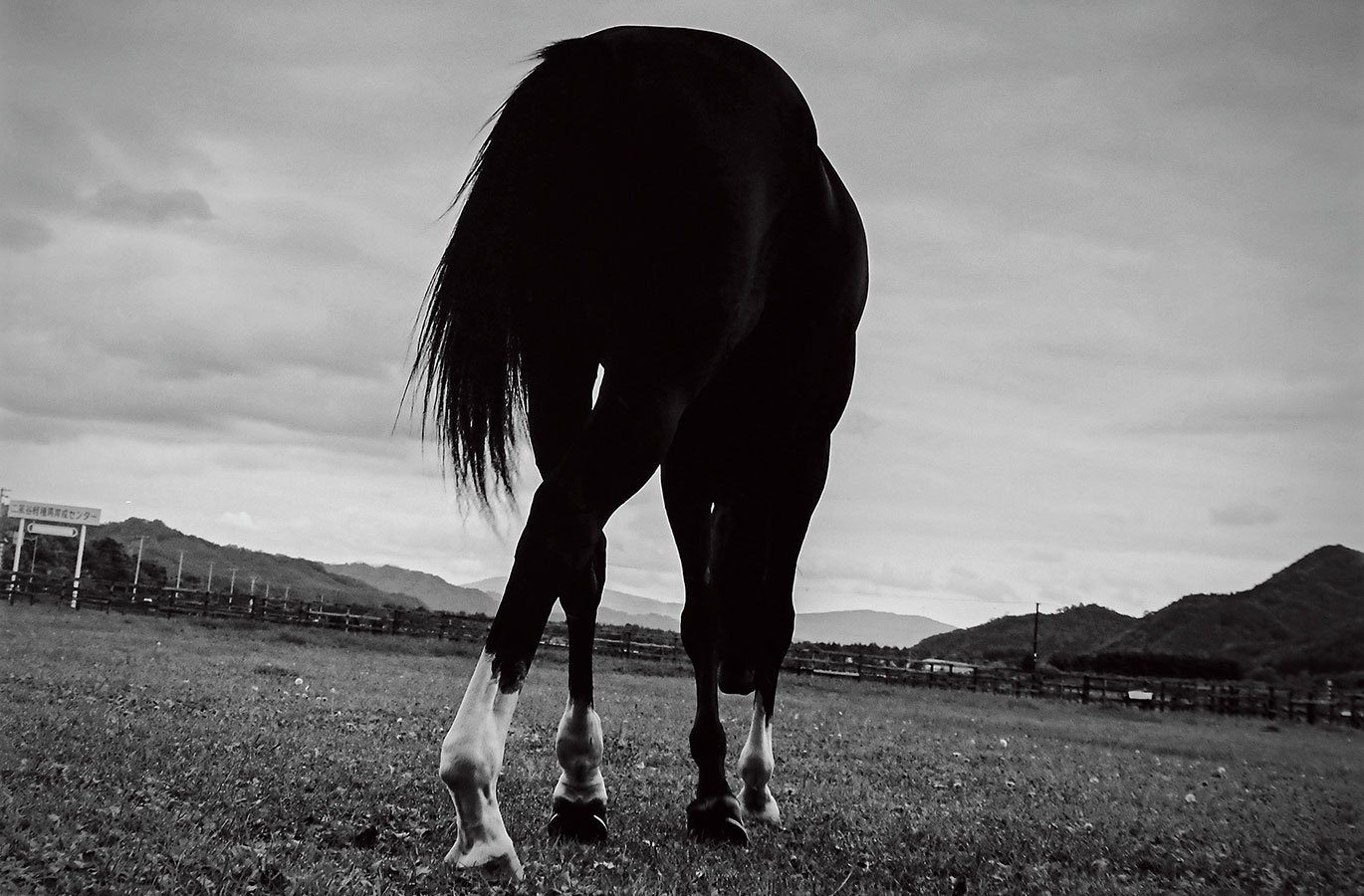 日刊スポーツ　トーカイテイオー公式パネル写真 トウカイテイオー、誇り高き選択ーー。「津軽海峡を越えて明日…」“奇跡