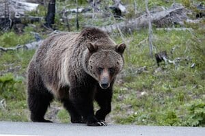 【前編】ヒグマに襲われ死亡したハンターの「顔面」は原形をとどめない…なぜ顔を狙うのか？
