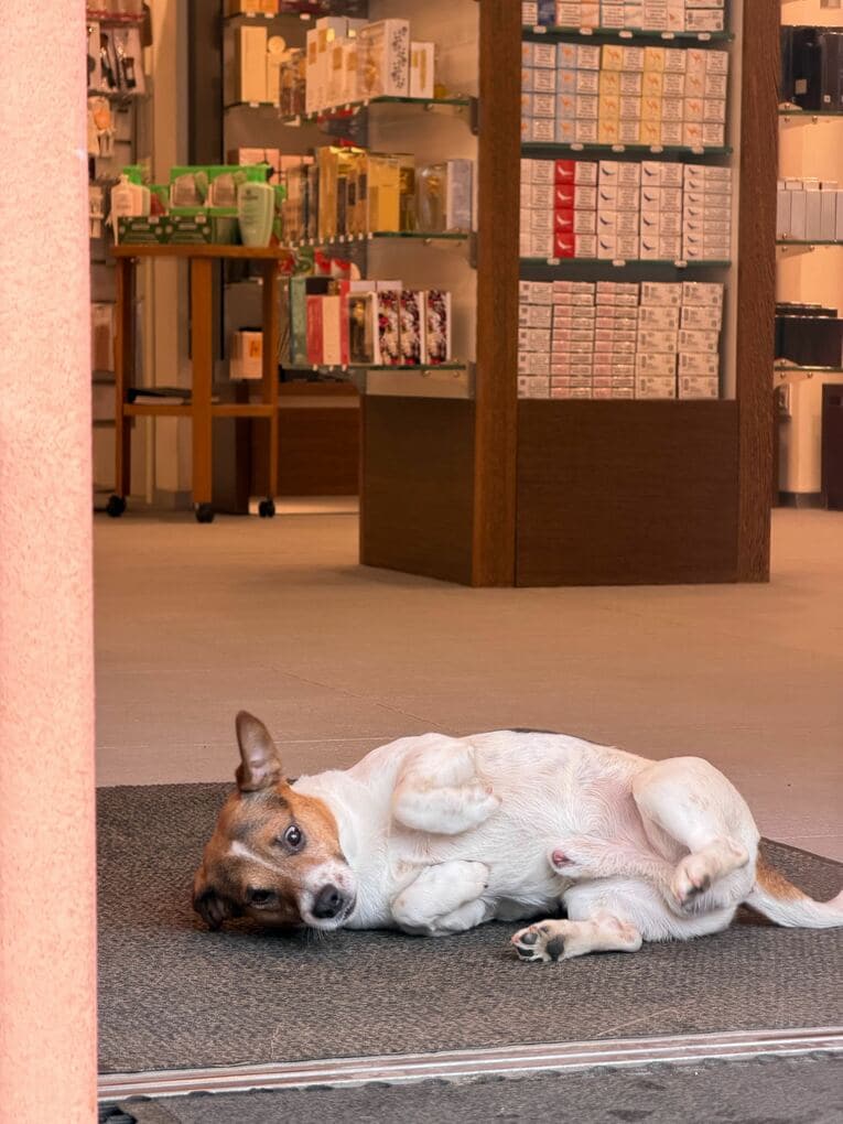 リビーニョで見かけたかわいい犬！　©Nanae Suzuki